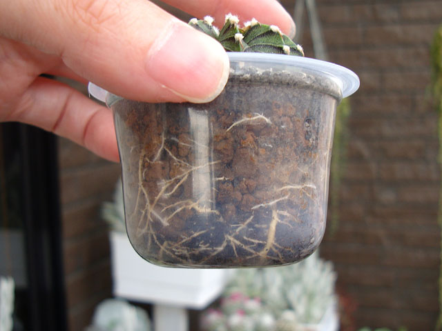 高級多肉も穴無し鉢で育ててます - 石と多肉植物