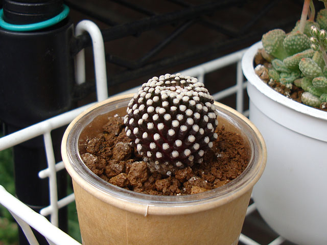 高級多肉も穴無し鉢で育ててます - 石と多肉植物