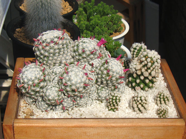 サボテン【成長記録：2022年・春】 - 石と多肉植物