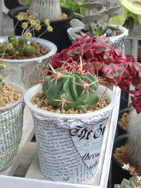 サボテン【成長記録：2022年・春】 - 石と多肉植物