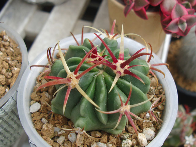 サボテン【成長記録：2022年・春】 - 石と多肉植物