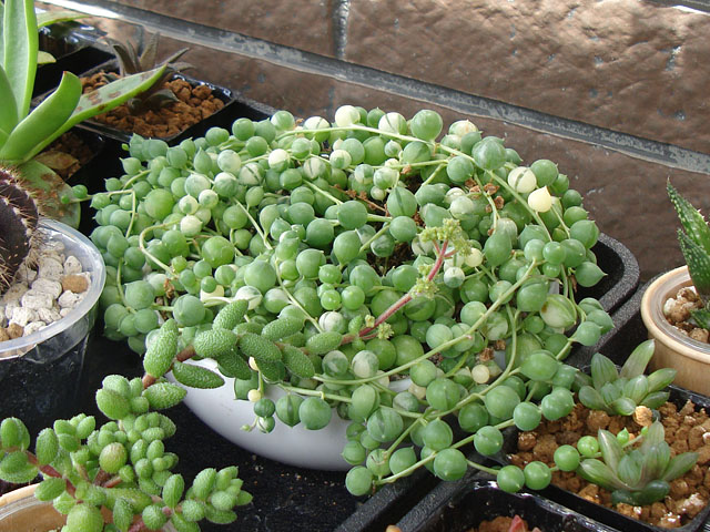斑入りグリーンネックレス・4年目に突入 - 石と多肉植物