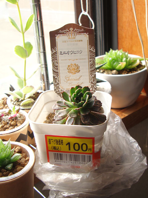 没落した美尼王妃晃 - 石と多肉植物