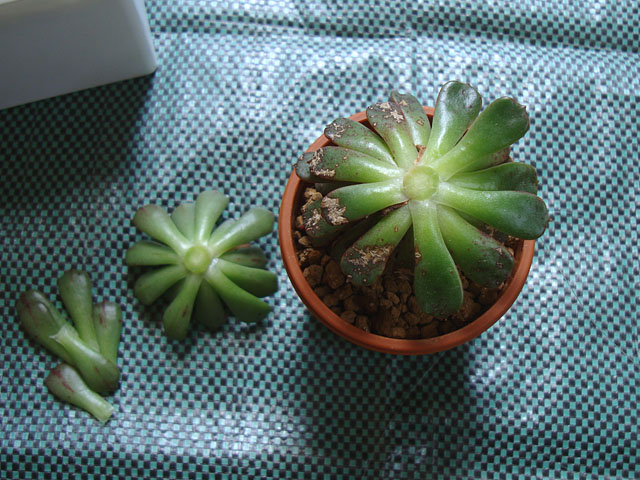 見切り品のエケベリアを群生株に仕立て直す - 石と多肉植物