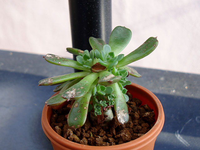 見切り品のエケベリアを群生株に仕立て直す - 石と多肉植物