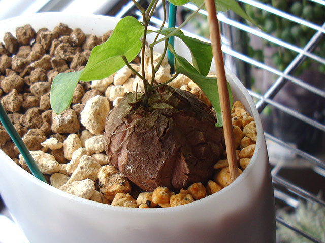 亀甲竜の実生⑫：葉を落としたり落とさなかったり - 石と多肉植物