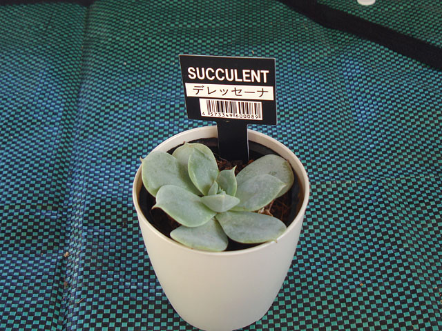 デレッセーナっぽくないデレッセーナ - 石と多肉植物