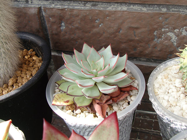 エケベリア Haku かなで 真夏のエケベリア その1 - 石と多肉植物