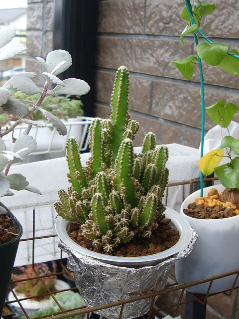 サボテン【成長記録：2022年・夏】 - 石と多肉植物