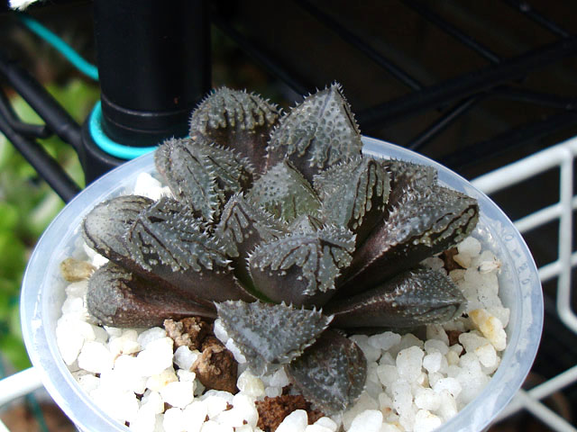 日に当てると魅力が増す無骨なハオルチア - 石と多肉植物