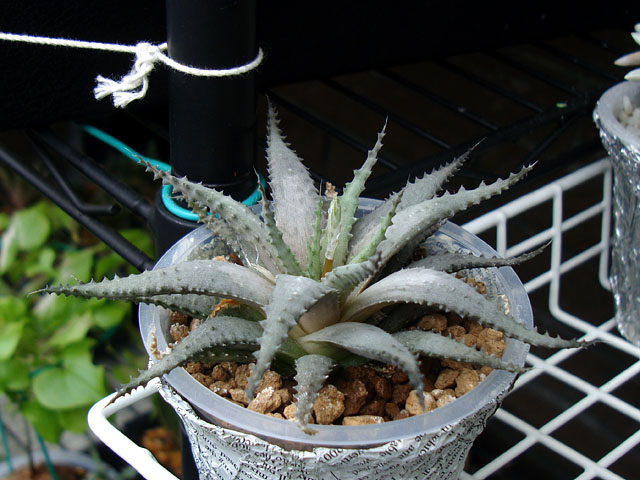 日に当てると魅力が増す無骨なハオルチア 石と多肉植物