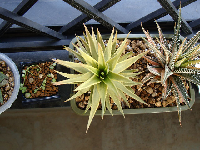十二の巻が好き - 石と多肉植物