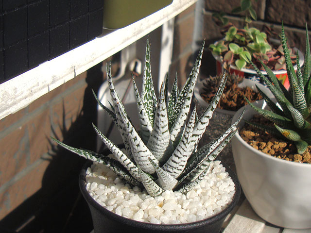 十二の巻が好き - 石と多肉植物