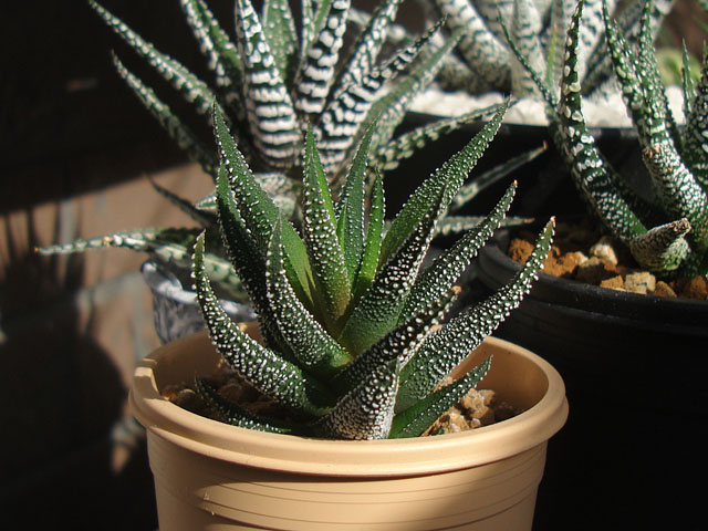 十二の巻が好き - 石と多肉植物