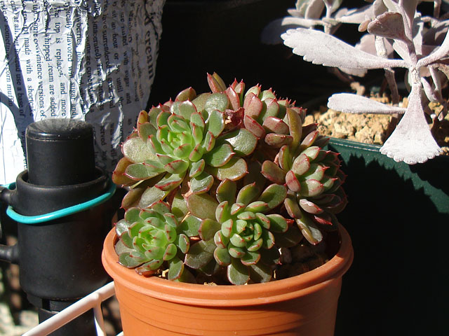 見切り品のエケベリアを群生株に仕立て直す - 石と多肉植物