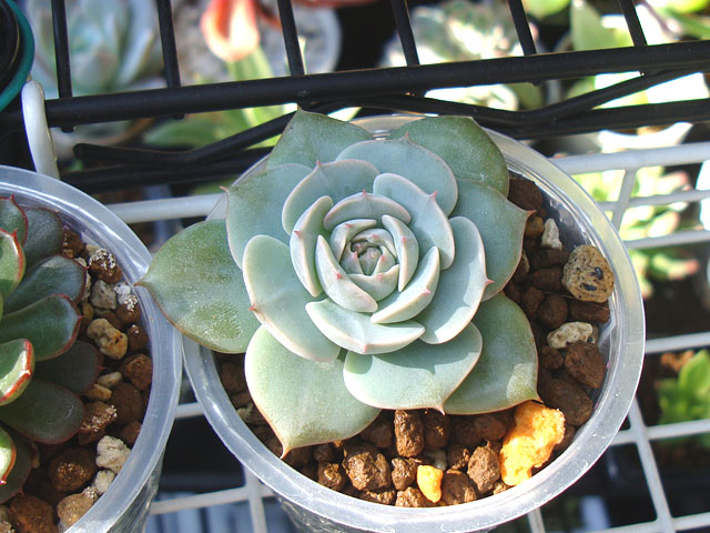 デレッセーナっぽくないデレッセーナ - 石と多肉植物