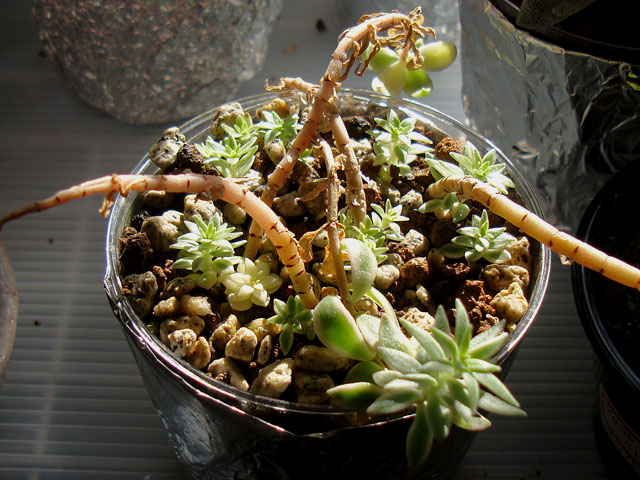 デレッセーナっぽくないデレッセーナ - 石と多肉植物