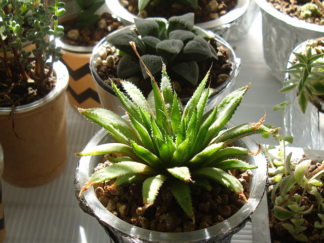 ハイデルベルゲンシス錦って何者？ - 石と多肉植物