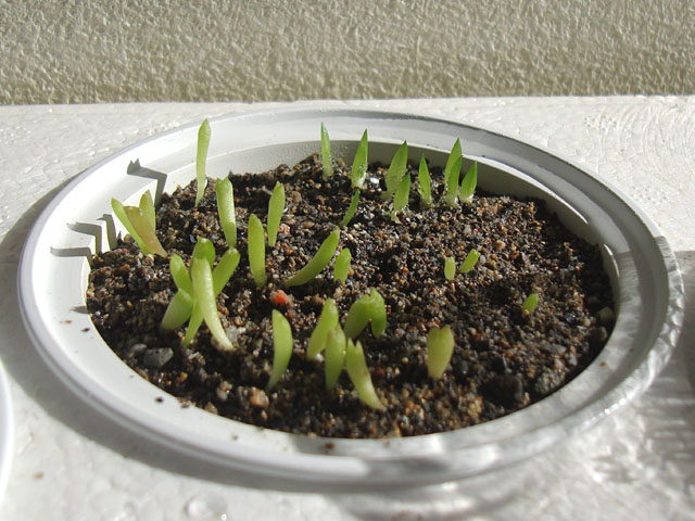 中国　実生 今年のサボテン実生 | ☆ガマンマの ニク・サボ栽培☆ - 楽天ブログ