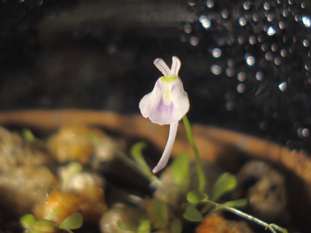 新春ウサギゴケ開花 - 石と多肉植物