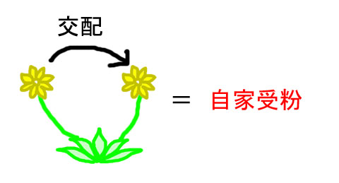 いまさら聞けない・・・自家受粉って何？ - 石と多肉植物