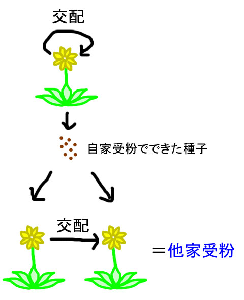 いまさら聞けない・・・自家受粉って何？ - 石と多肉植物