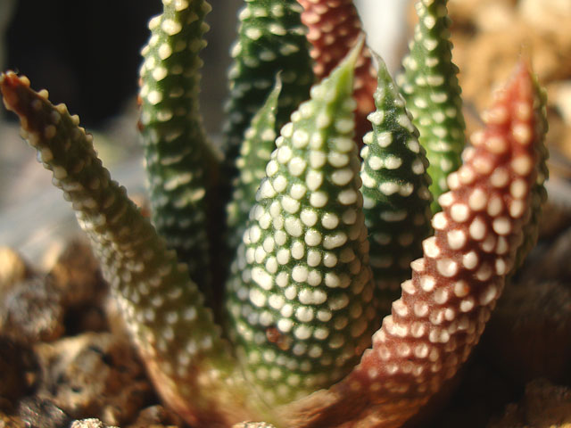 つぶつぶ硬葉系・ツリスタ3種 - 石と多肉植物