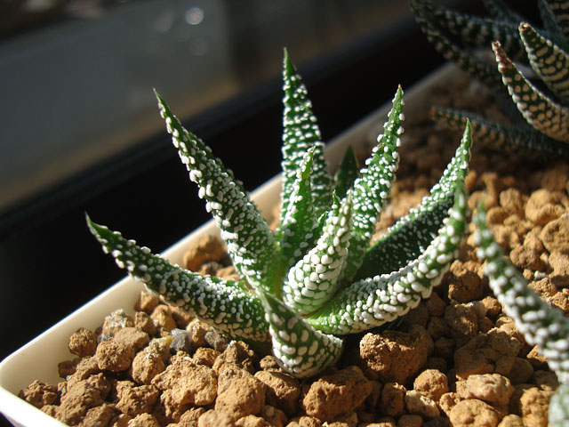 つぶつぶ硬葉系・ツリスタ3種 - 石と多肉植物