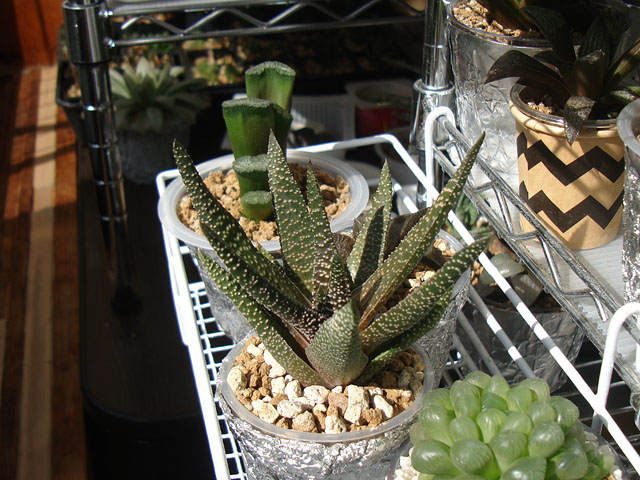 つぶつぶ硬葉系・ツリスタ3種 - 石と多肉植物