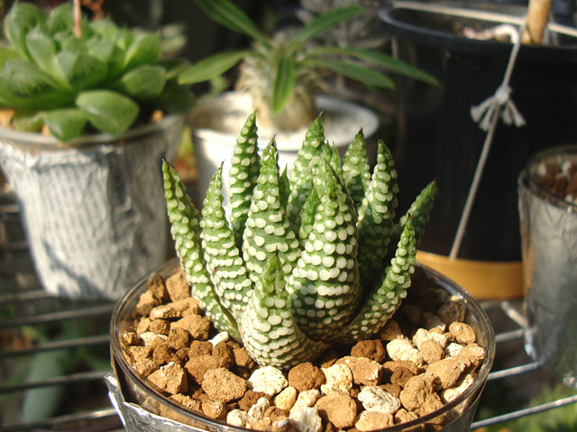 つぶつぶ硬葉系・ツリスタ3種 - 石と多肉植物