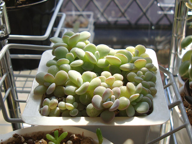 実生苗の植え広げ - 石と多肉植物