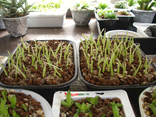 植替えています 希少 ベルナレモン 実生苗 植替えています 希少 ベルナレモン 実生苗