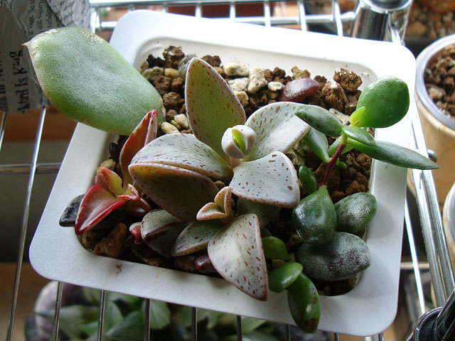 レノフィルム・グッタツムの葉挿し - 石と多肉植物