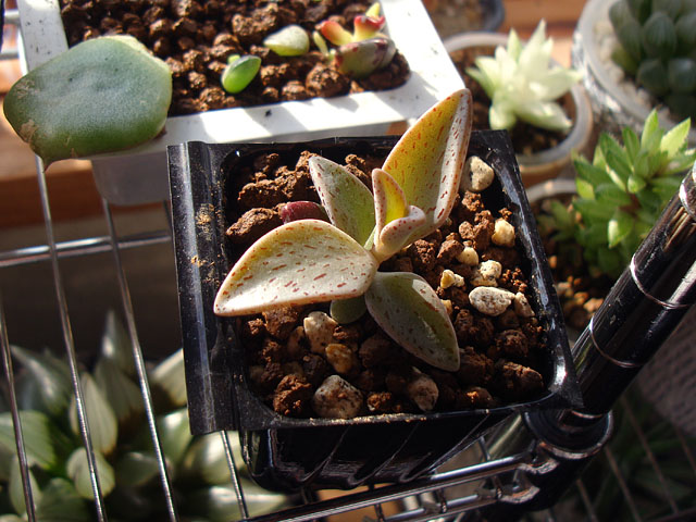 多肉植物^o^ 葉挿し赤ちゃんシャンパンライム 錦 多肉植物^o^ 今だけ