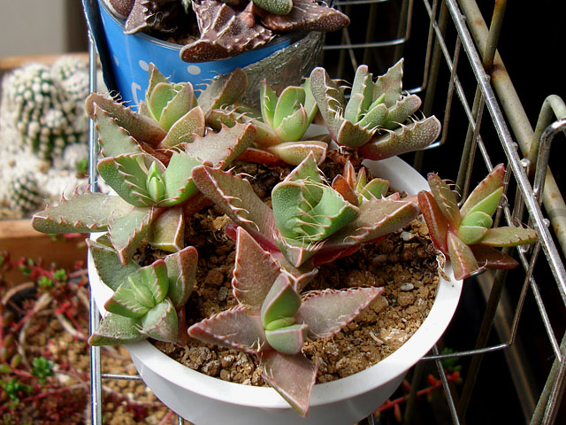 フォーカリア・四海波と怒涛 - 石と多肉植物