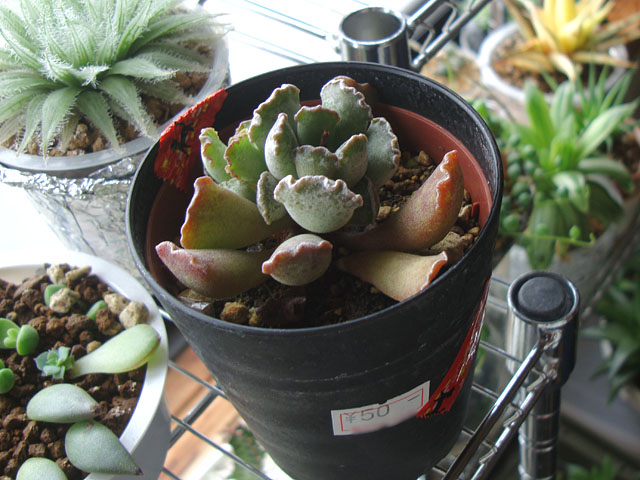 またアドロミスクスを50円で購入 - 石と多肉植物