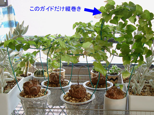亀甲竜の実生⑮：イモが大きくなる季節 - 石と多肉植物