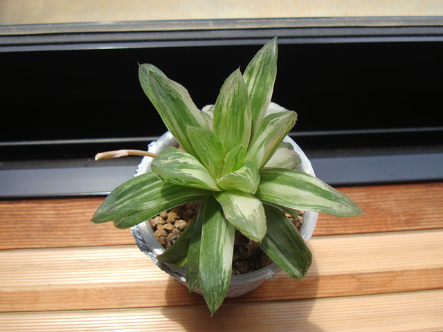 12C ハオルチア 多肉植物 バデイア錦実生糊斑 自家繁殖 斑入り株