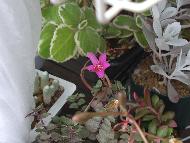 2023年・初夏の開花 - 石と多肉植物