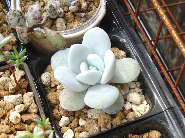 夏型多肉に癒される - 石と多肉植物