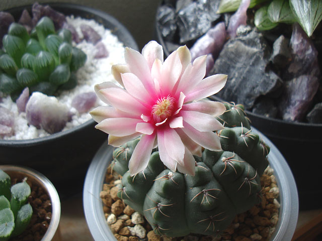 あ*ゆ様 多肉植物　国王・八重咲き花サボテン　ロビビア　国王の神跡　(3株） 多肉植物 国王・八重咲き花サボテン ロビビア 国王の聖杯 - メルカリ