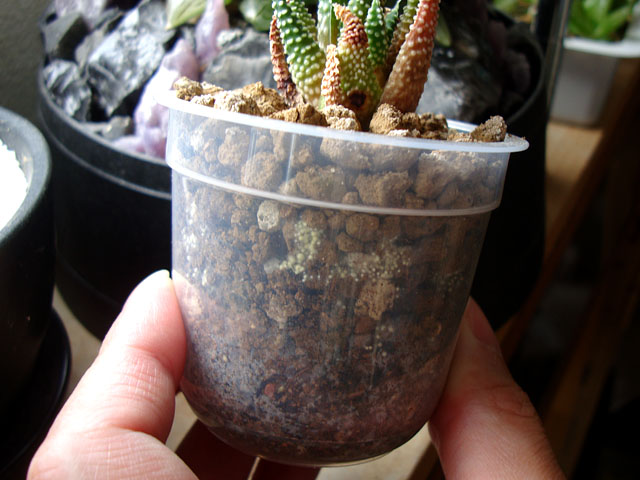 またもや白絹病がぁああ~! : フロックスの写真〔3ページ目〕|植物図鑑|みんなの趣味の園芸 – QWSETN