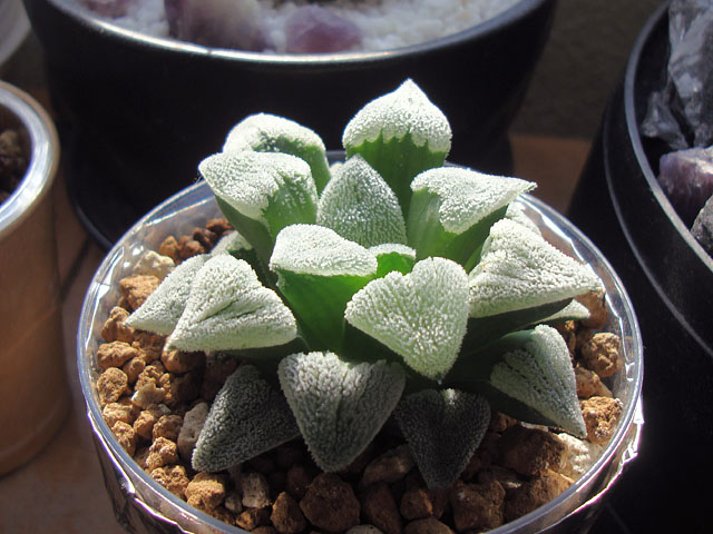 新作登場，低価 多肉植物 ハオルチア ☆スノーレパード☆