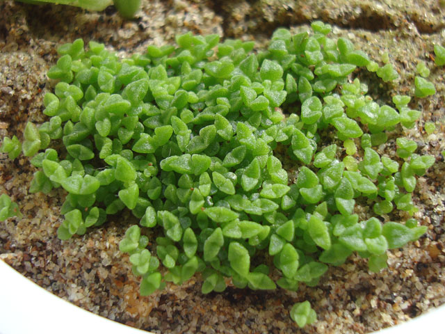 酷暑を乗り切った小さな実生苗 - 石と多肉植物