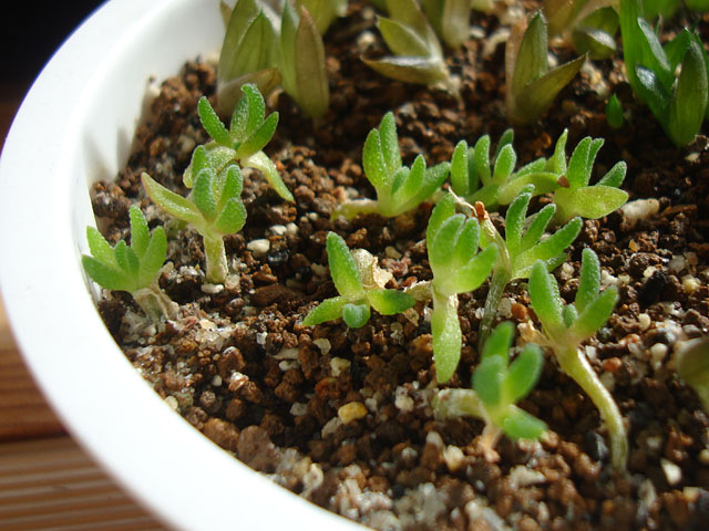 酷暑を乗り切った小さな実生苗 - 石と多肉植物