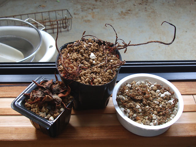 2023年夏の多肉被害まとめ - 石と多肉植物