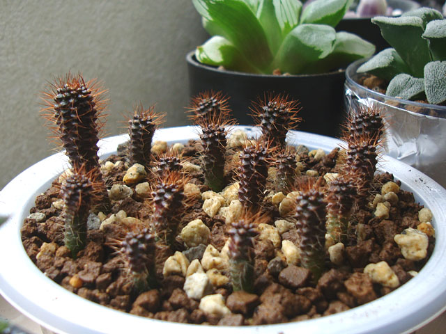 サボテンの実生が下手 - 石と多肉植物