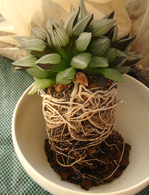 アトロフスカ・ミュータントの株分けと植え替え - 石と多肉植物