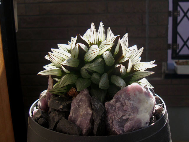 多肉植物 ハオルチア アトロフスカミュータント錦(枝変わり) ハオルチア アトロフスカミュータント錦 枝変わり 覆輪斑 多肉