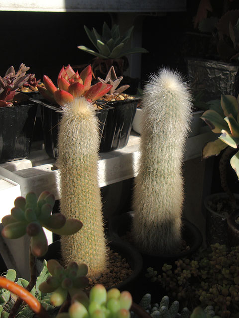 白閃or吹雪柱 2本組 B 102cm 82cm(鉢底から)